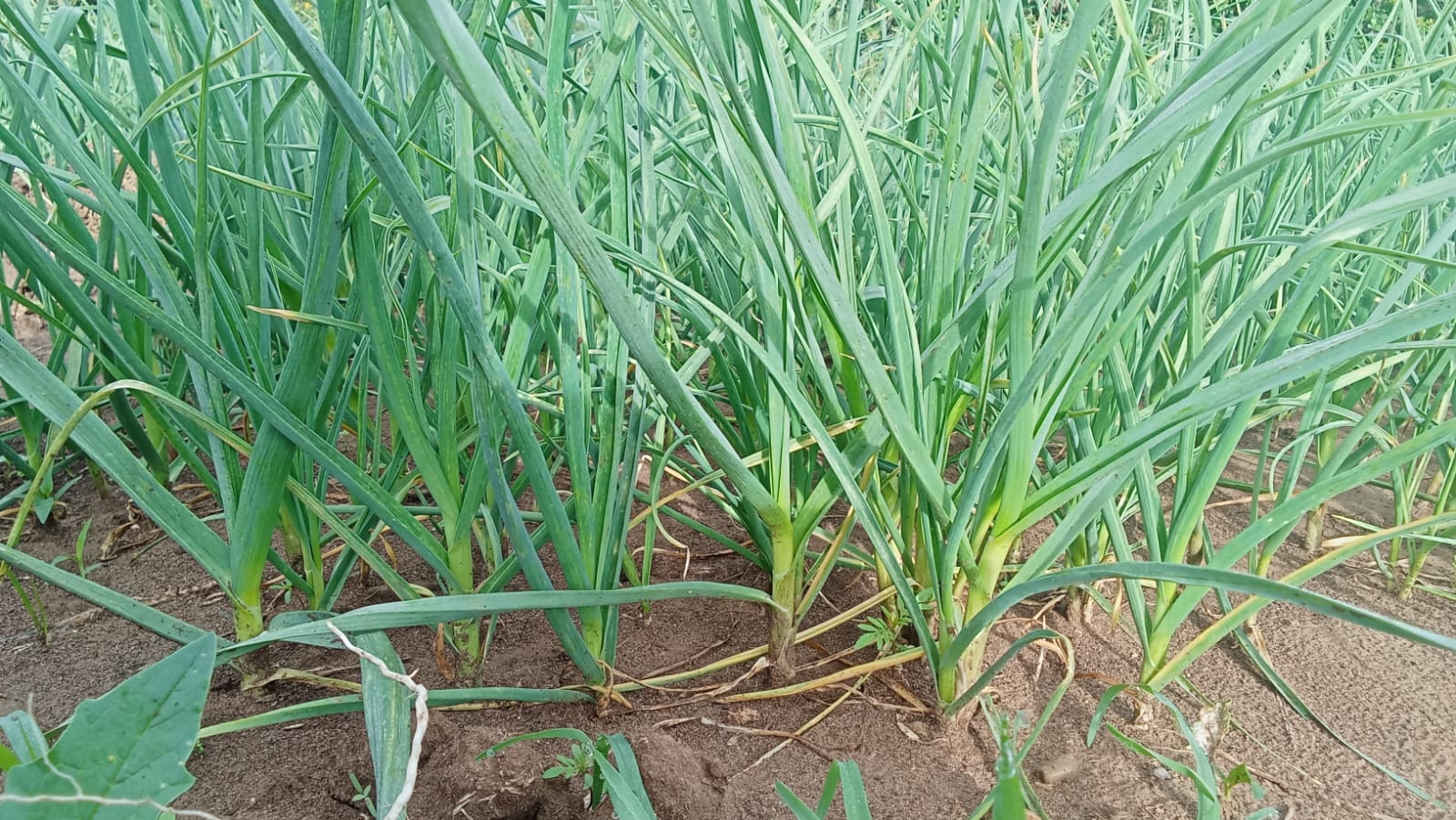 Garlic Farming Project